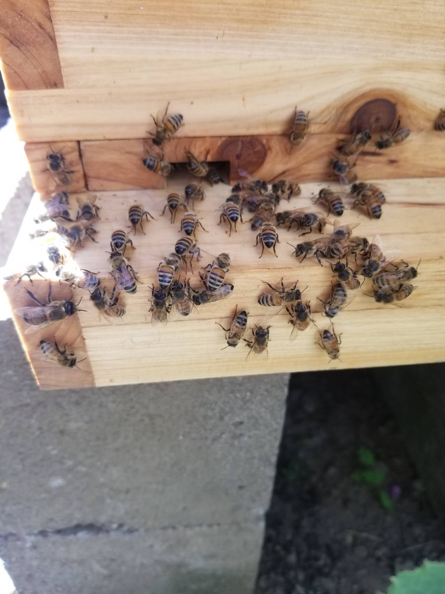 Honey bees gathering at the entrance of their hive
