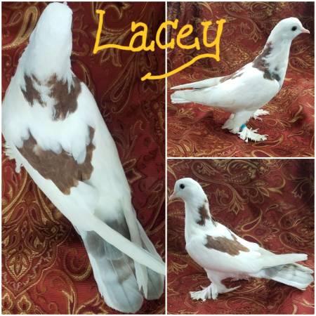 Several views of Lacey, a white and brown Iranian Tumbler pigeon
