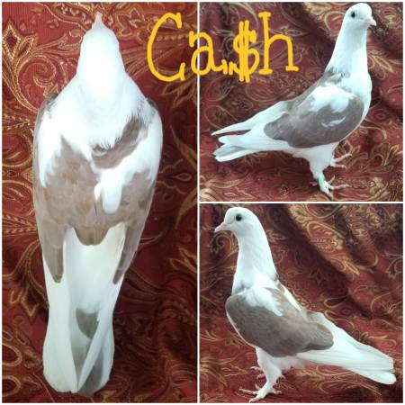 Several views of Miss Cash, a white and warm gray fancy pigeon