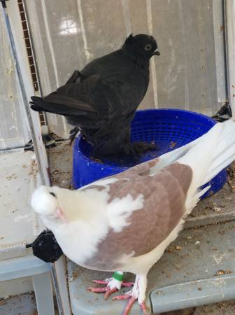 Two fancy pigeons standing together