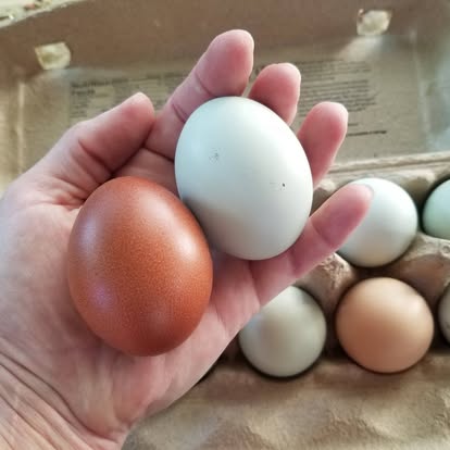 Brown and blue-green chicken eggs held in a hand
