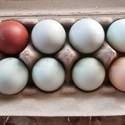 A carton of white, blue-green, and brown chicken eggs
