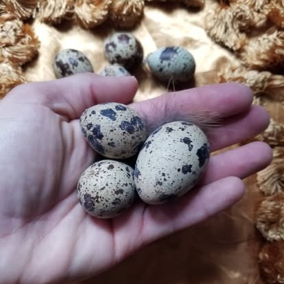 Four speckled quail eggs held in a hand