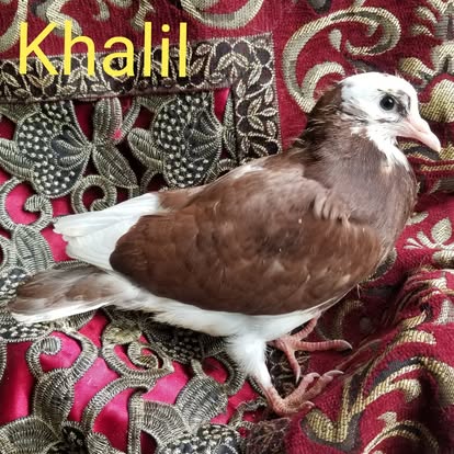 A brown and white companion pigeon raised at the homestead