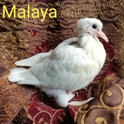 Malaya, a white fancy pigeon, sitting on a patterned chair