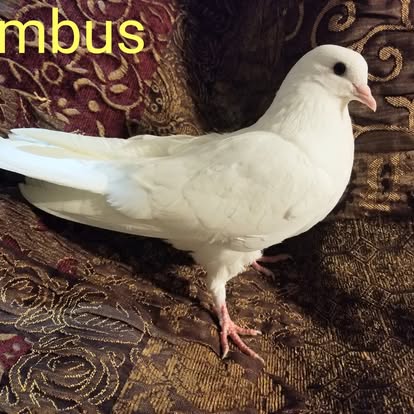 White pigeon photographed indoors