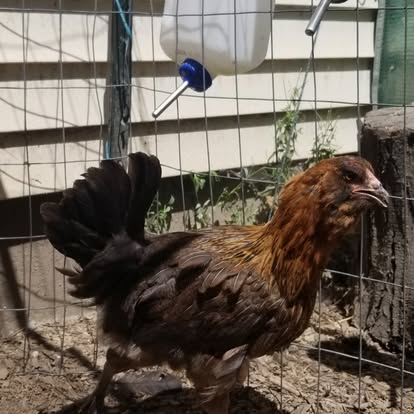 A brown hen walking in her outdoor enclosure