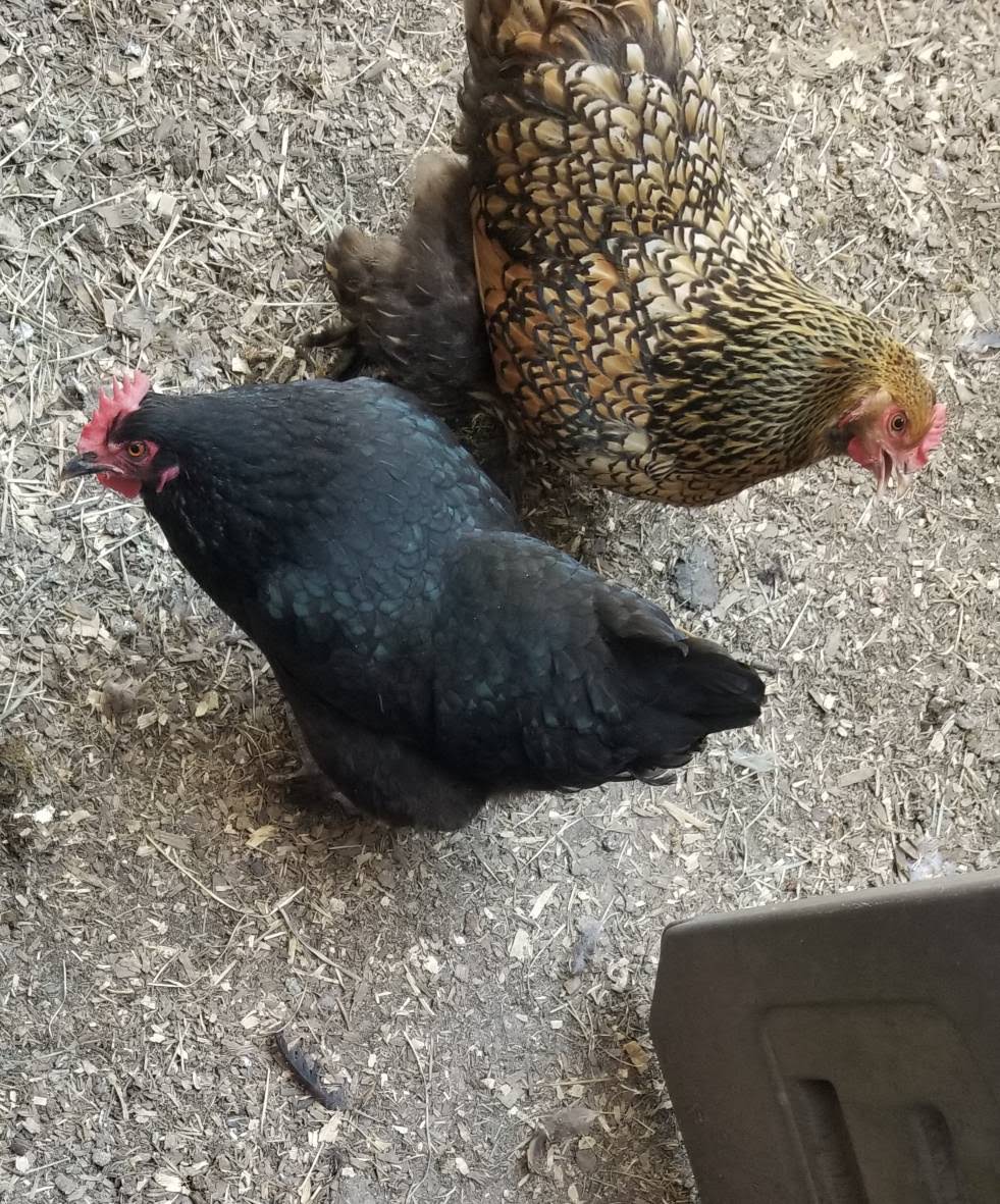 Two hens roaming on the homestead