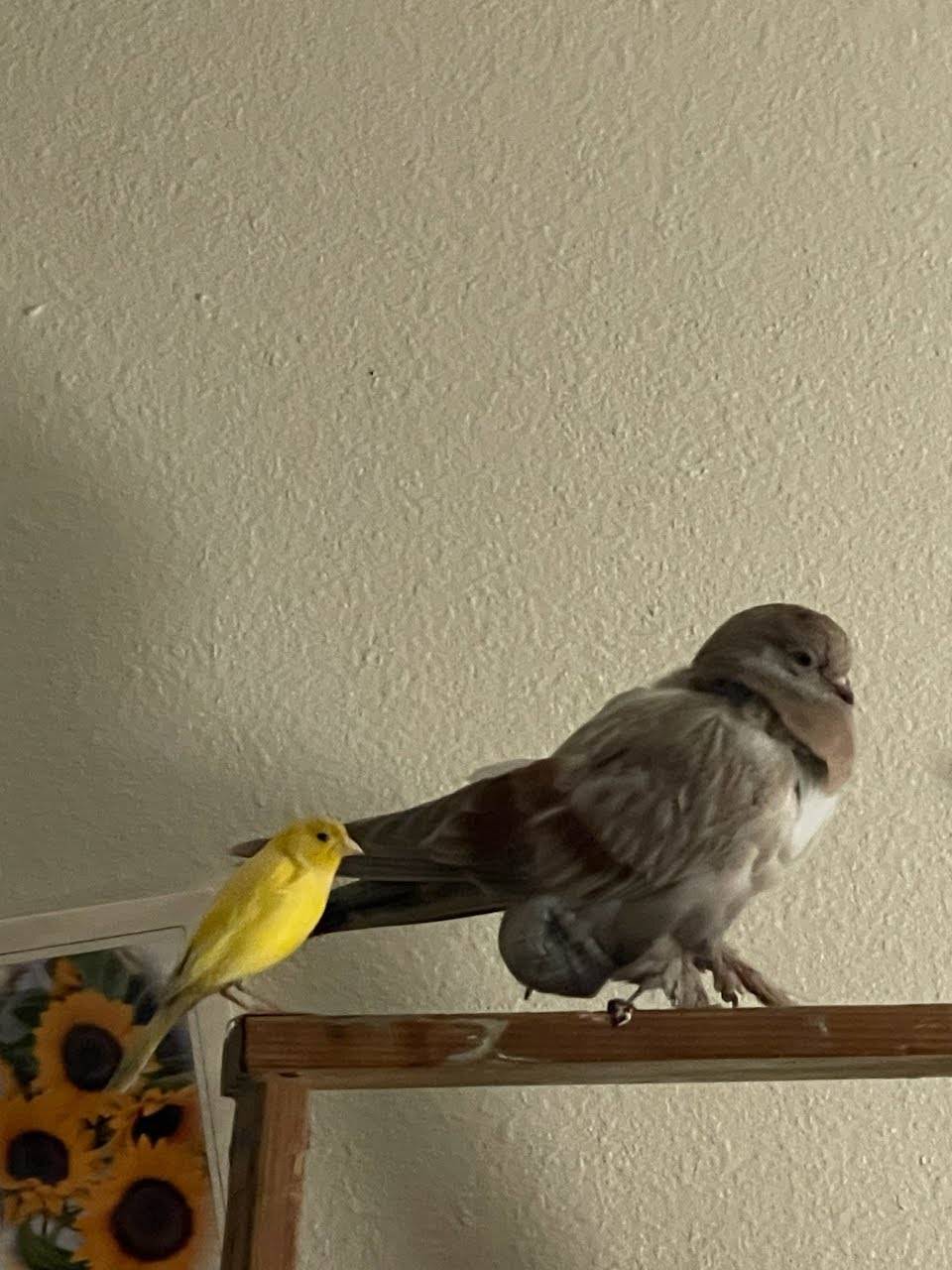 A gray companion pigeon beside a small yellow bird
