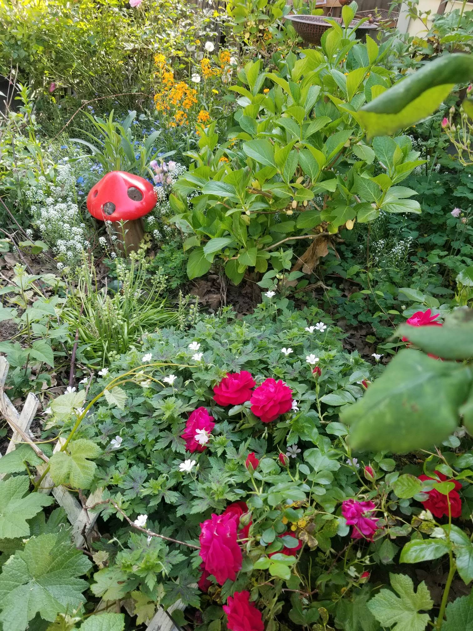 Roses, herbs, and flowers growing together in the homestead garden