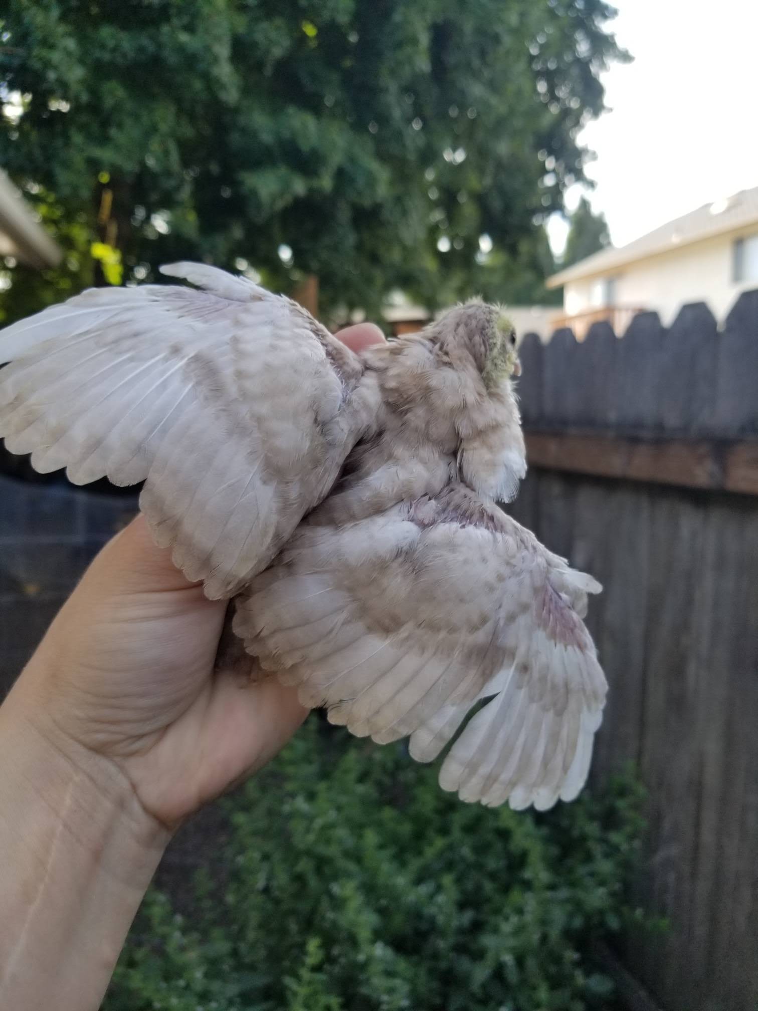 Young pale lavender quail spreading its wings