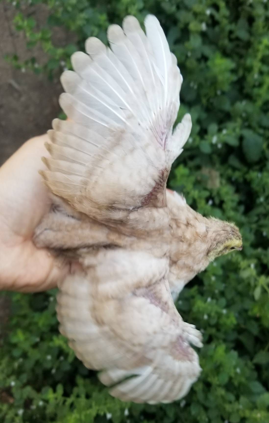 Young pale quail showing its developing wing feathers