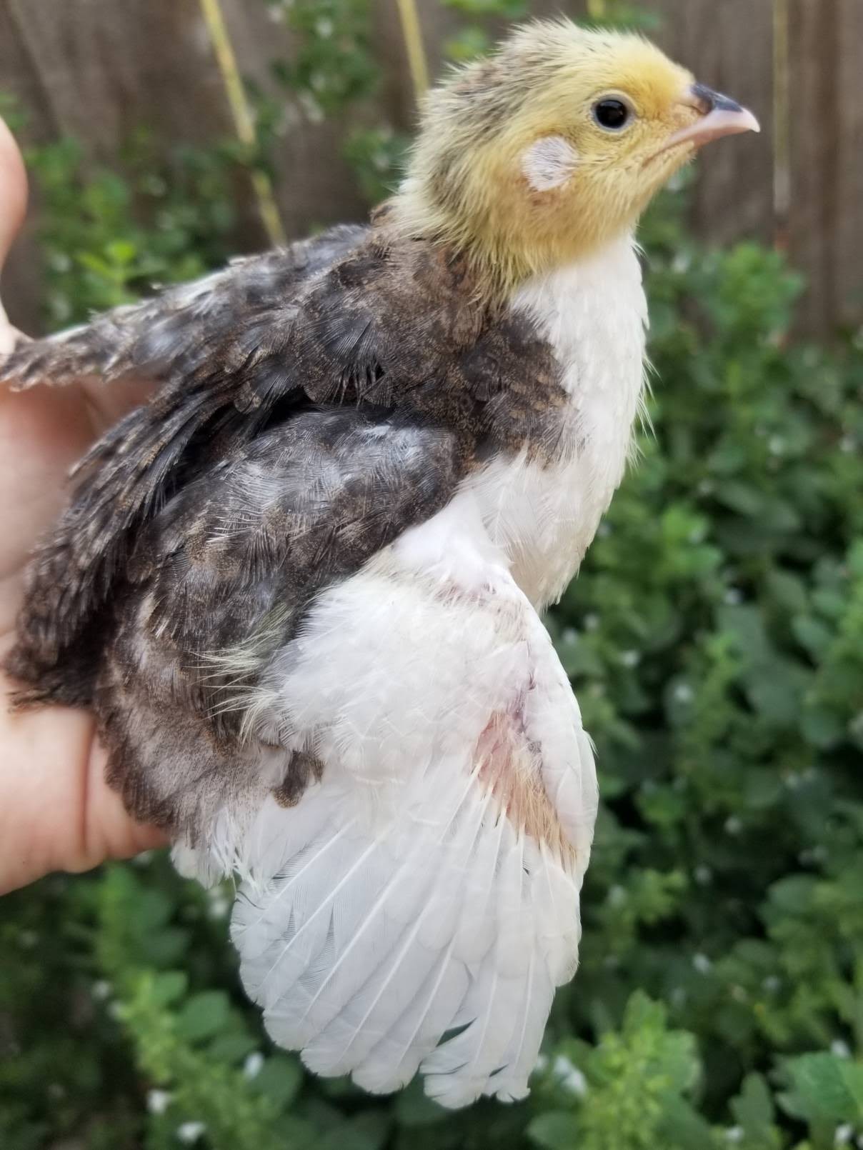 Young dark and white quail held gently outdoors