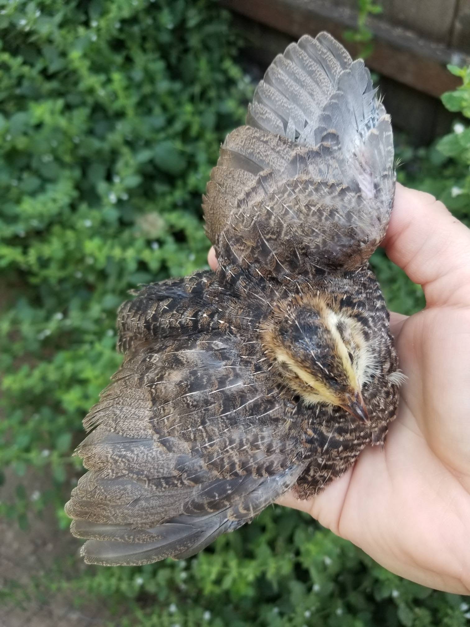 A young brown patterned quail raised at the homestead