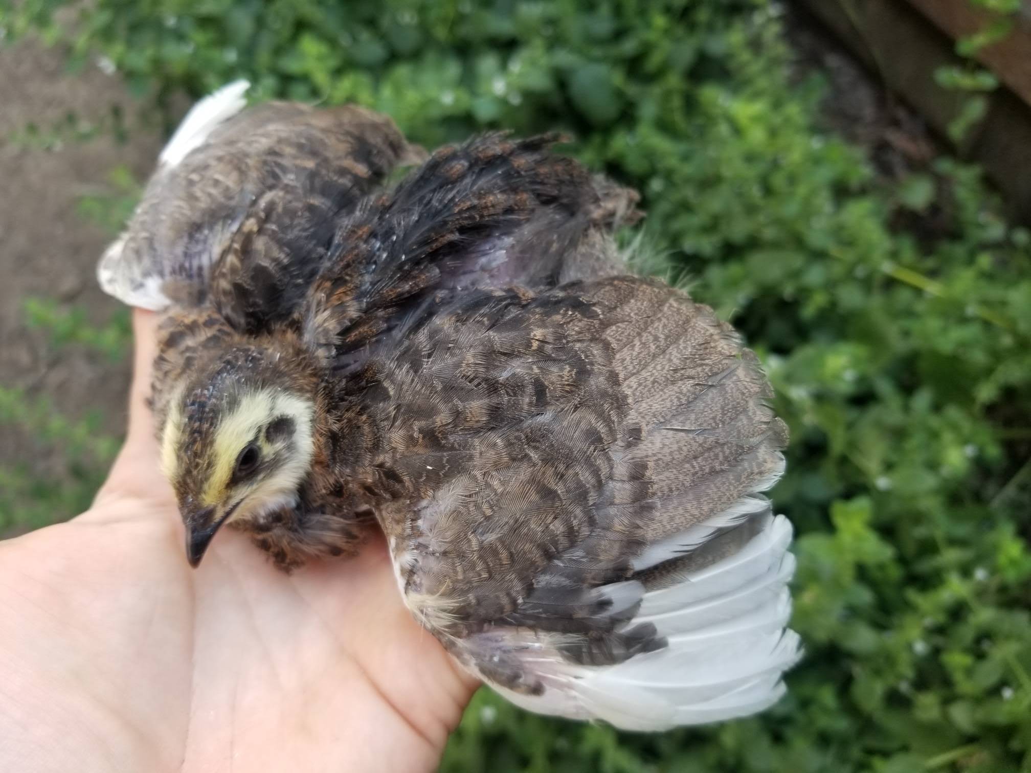 Two young quail resting together